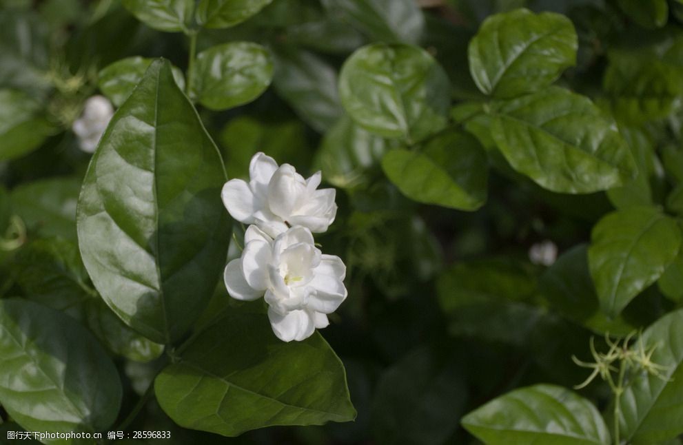 中草药图谱茉莉花