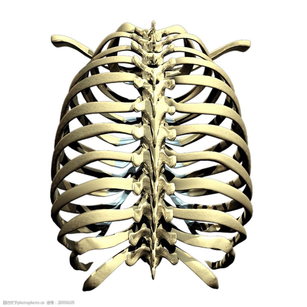 三维胸腔肋骨照片免抠png透明素材