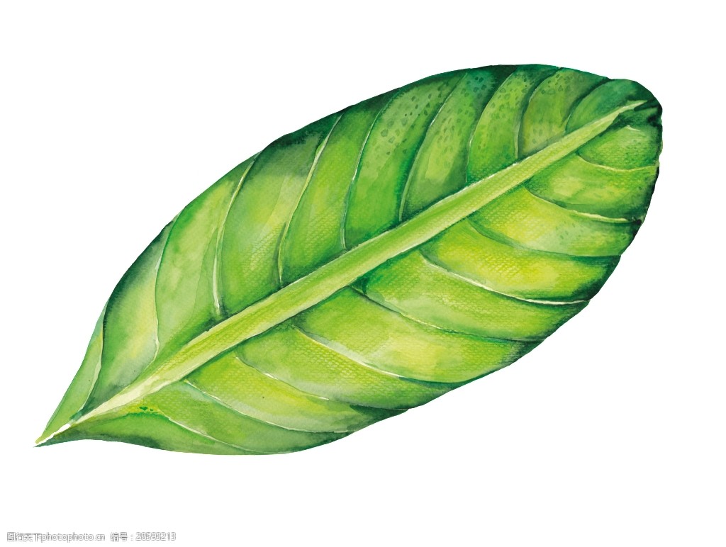 水彩手绘绿色树叶png透明素材