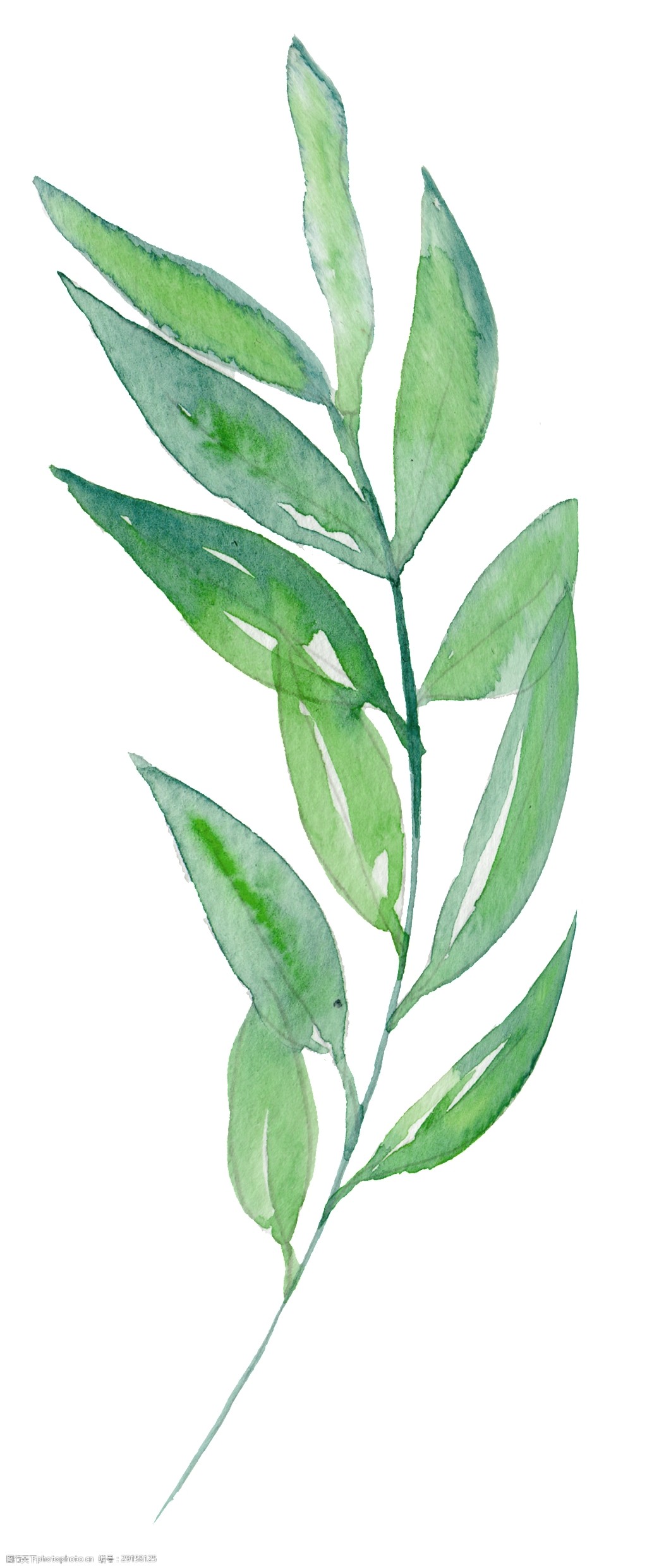 肥硕叶子卡通透明素材