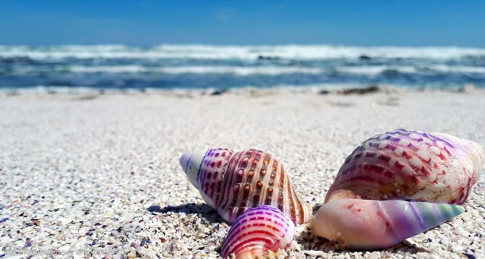 关键词:海边的贝壳 海边 贝壳 彩色 大海 蓝天 沙滩 海螺 摄影 摄影