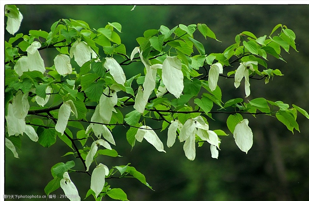 鸽子花珙桐瓦屋山