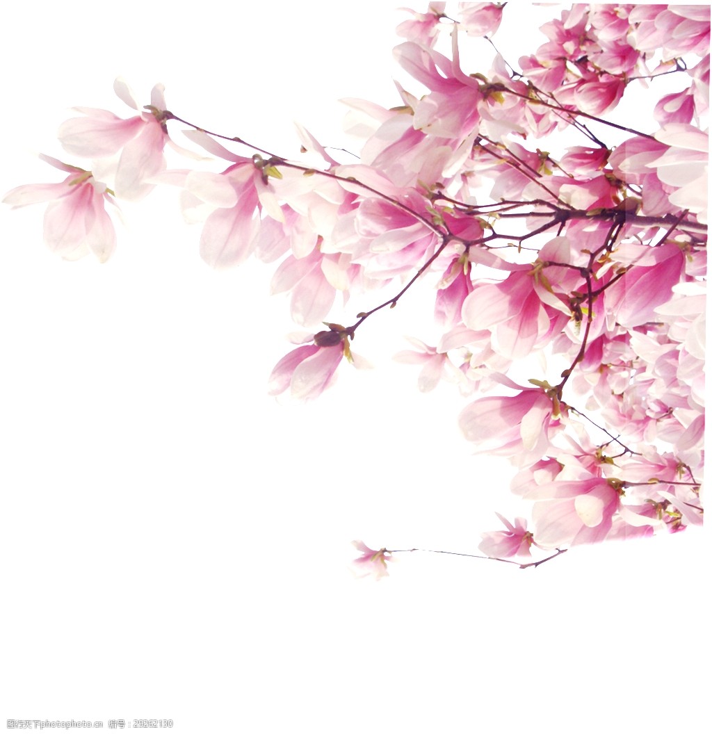 关键词:彩色樱花装饰素材 花枝 树枝 透明素材 免扣素材 装饰图案