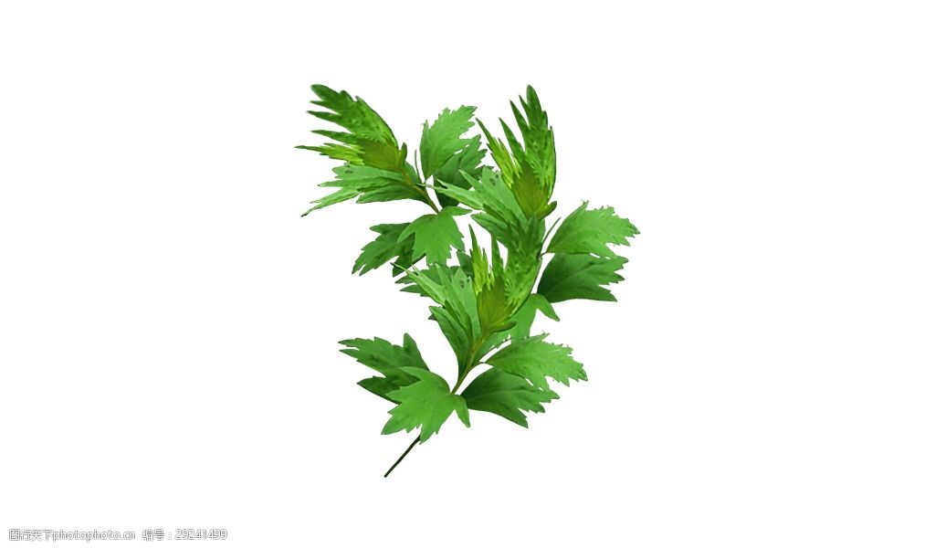 绿色植物素材中医艾灸治理药材艾草叶子