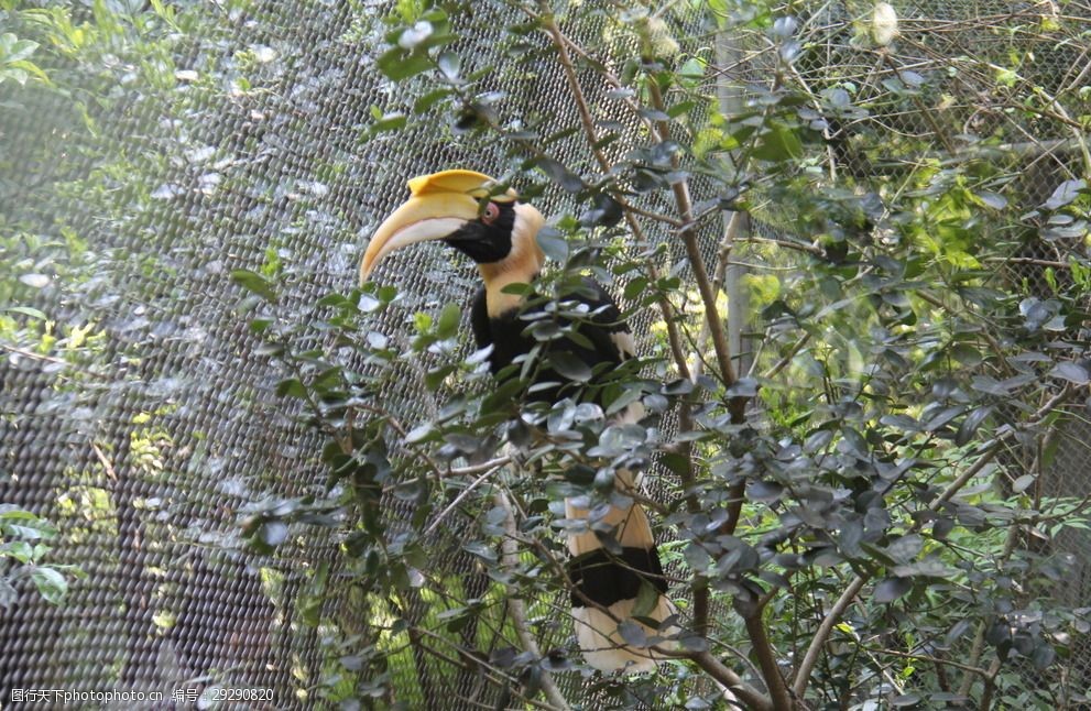 杭州 动物园 杭州动物园 鹦鹉 摄影 摄影 生物世界 鸟类 72dpi jpg