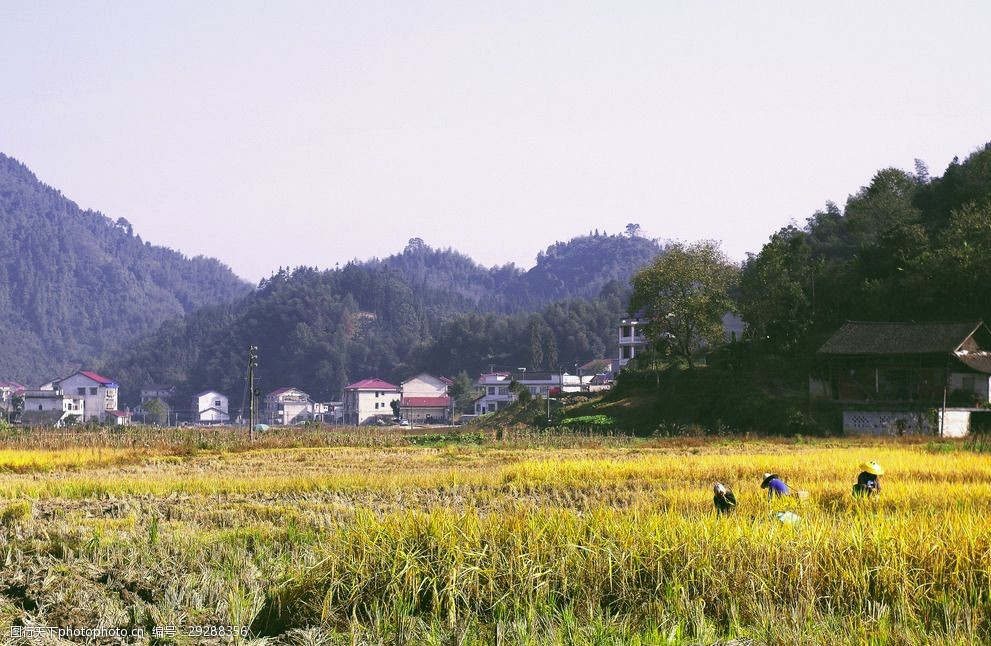 关键词:秋天收获的季节 秋天 稻田 收割 黄色 农村 摄影 自然景观