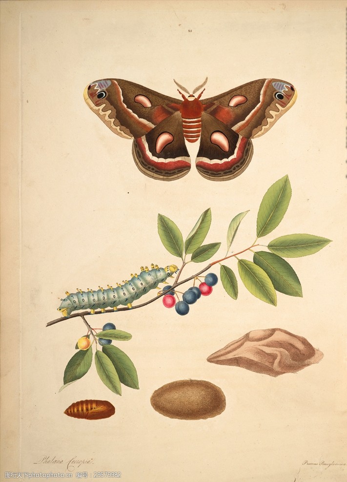 手绘植物插画图鉴生物图鉴