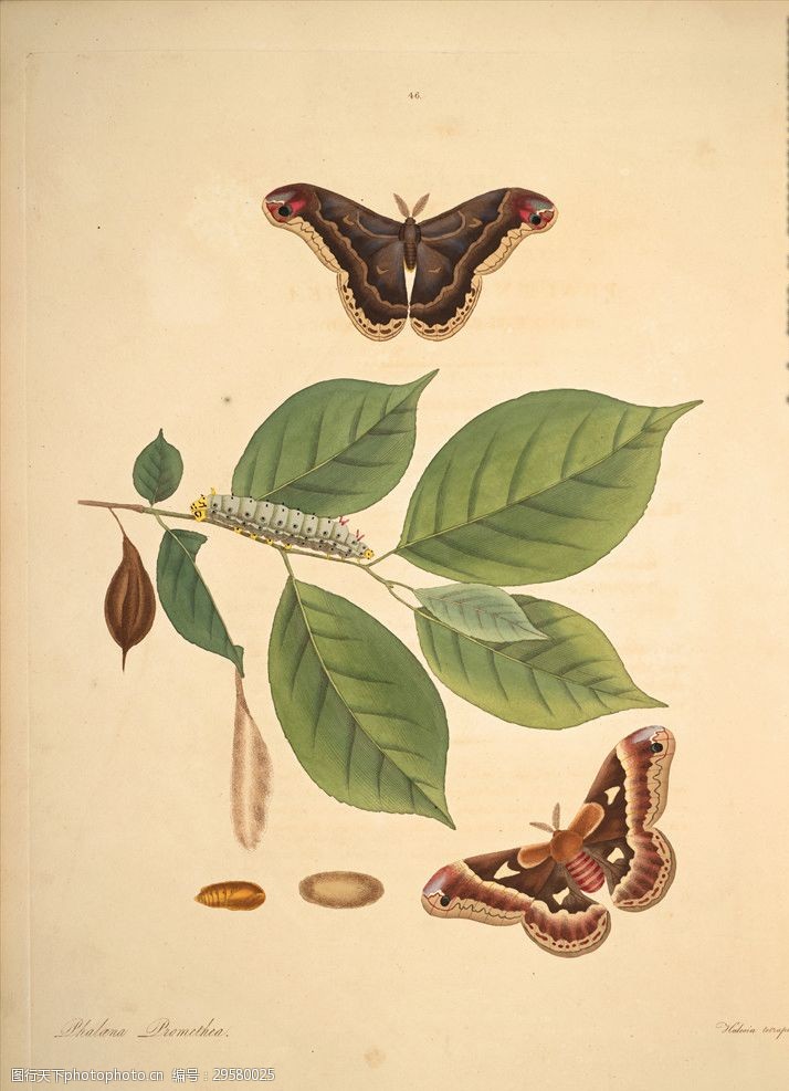 手绘植物插画图鉴生物图鉴