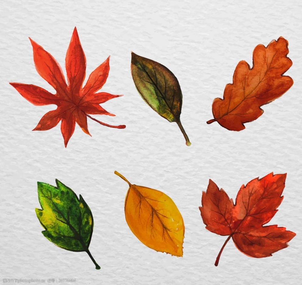 关键词:水彩绘叶子设计 树叶 落叶 水彩 秋季 叶子 矢量图 动物植物