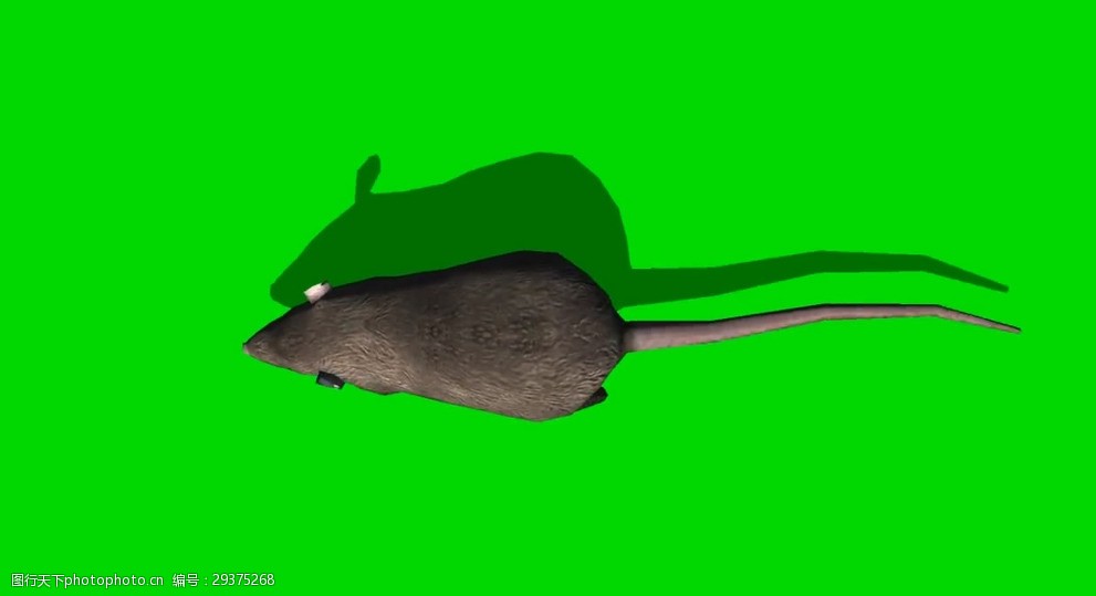 老鼠绿屏抠像视频素材