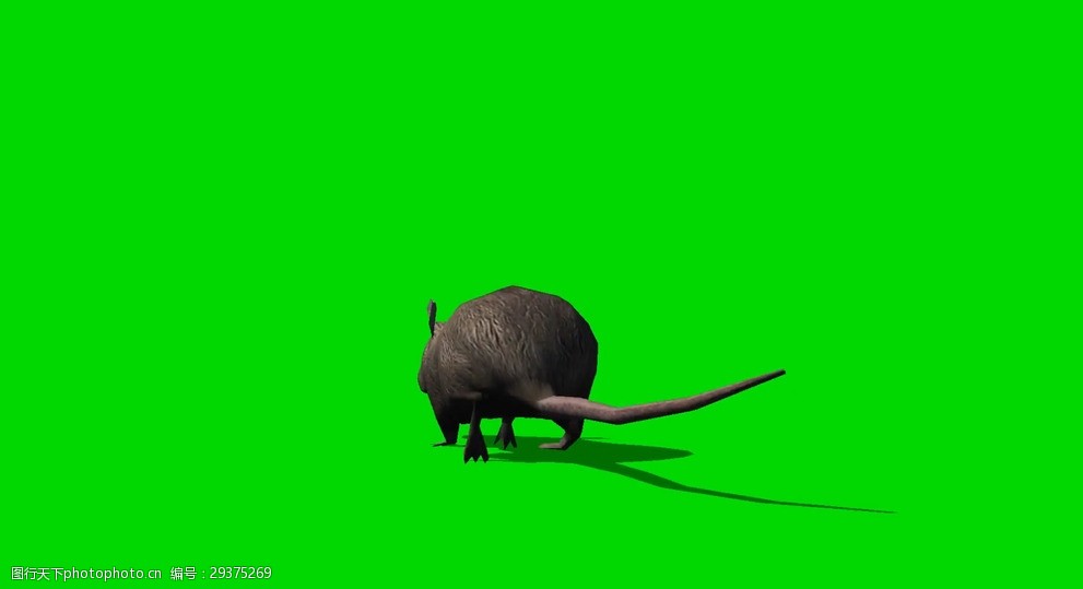 老鼠绿屏抠像视频素材