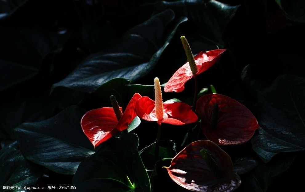 红掌花美丽的鲜花鲜花花朵