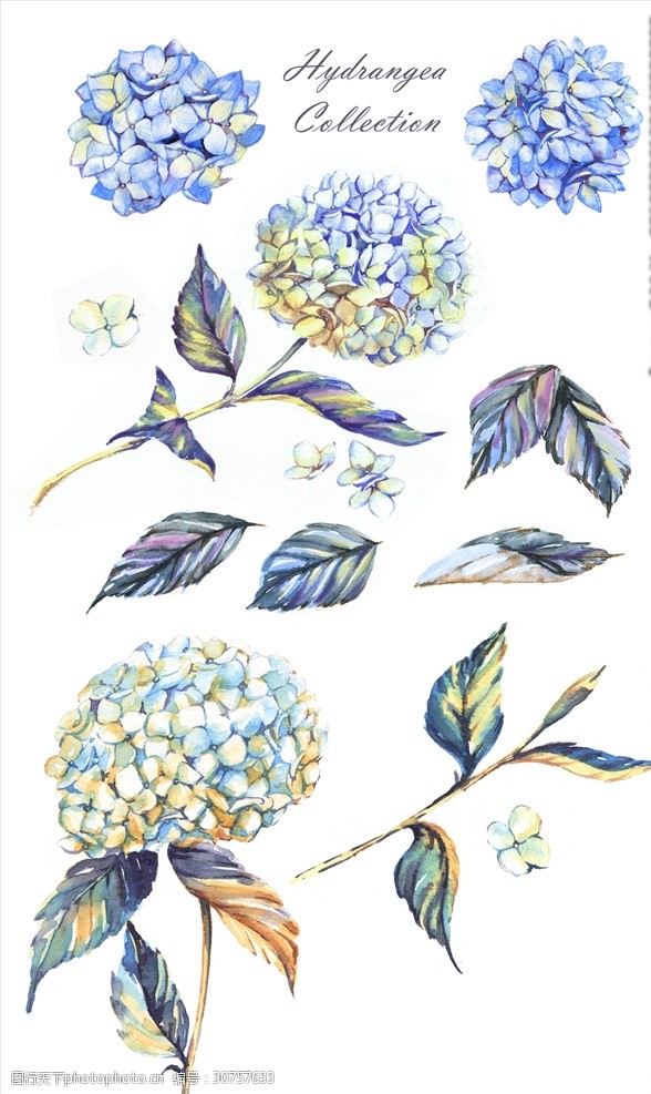 蓝色水彩绘绣球花插画