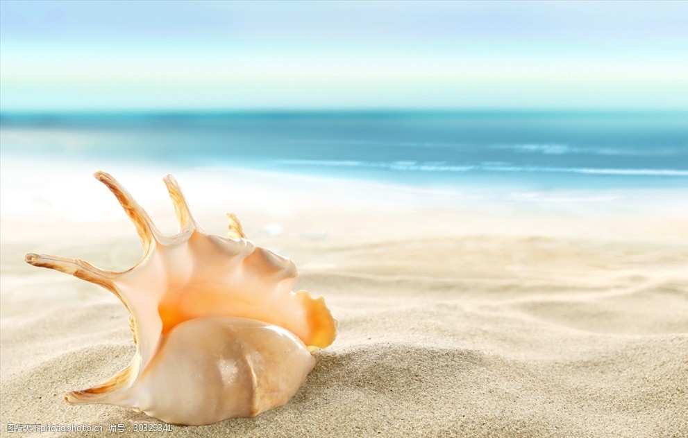 关键词:沙滩上的海螺 大海 风景 沙滩 海洋 生物 海螺 摄影 自然景观