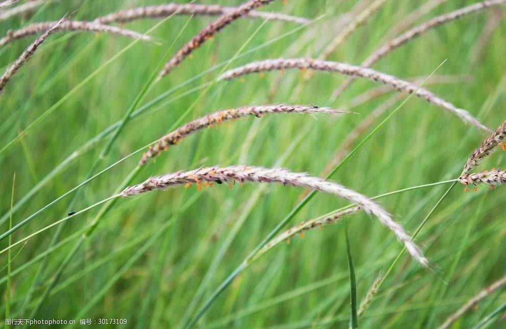 野草狗尾巴草