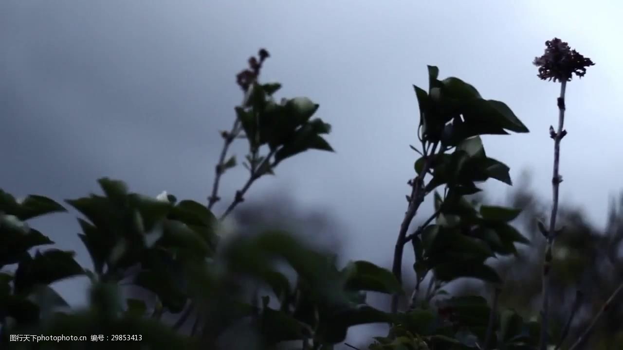 风吹动树叶实拍视频