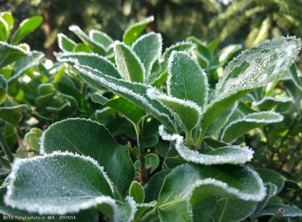 冰霜绿叶雪花