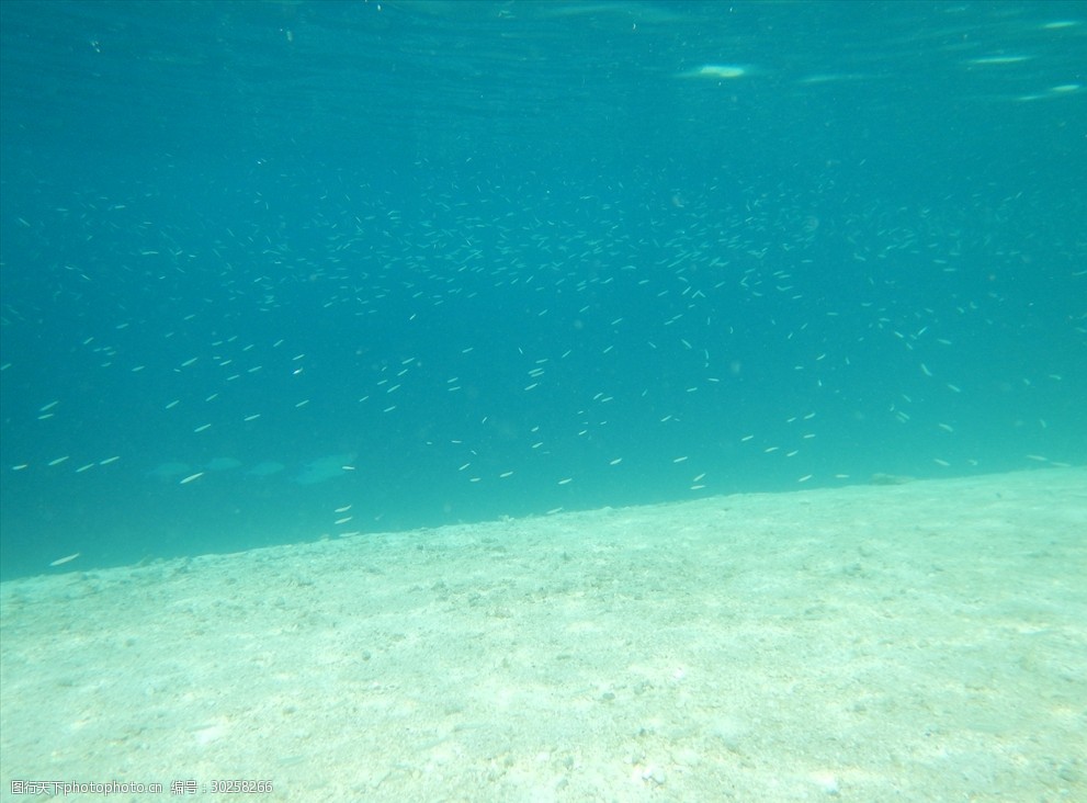 清澈的海水和小鱼