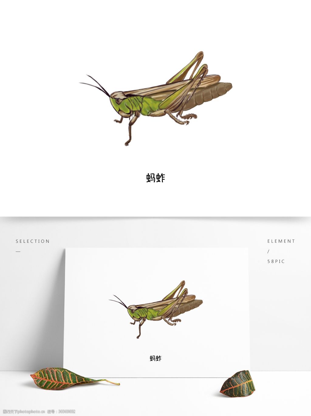 蚂蚱夏季草丛飞行昆虫写实单体特写科普插图