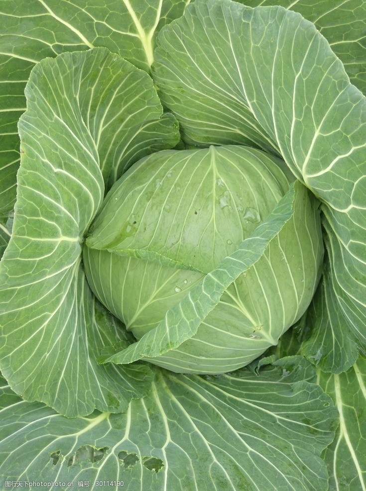 最新音讯！咸宁城区菜价跌了！