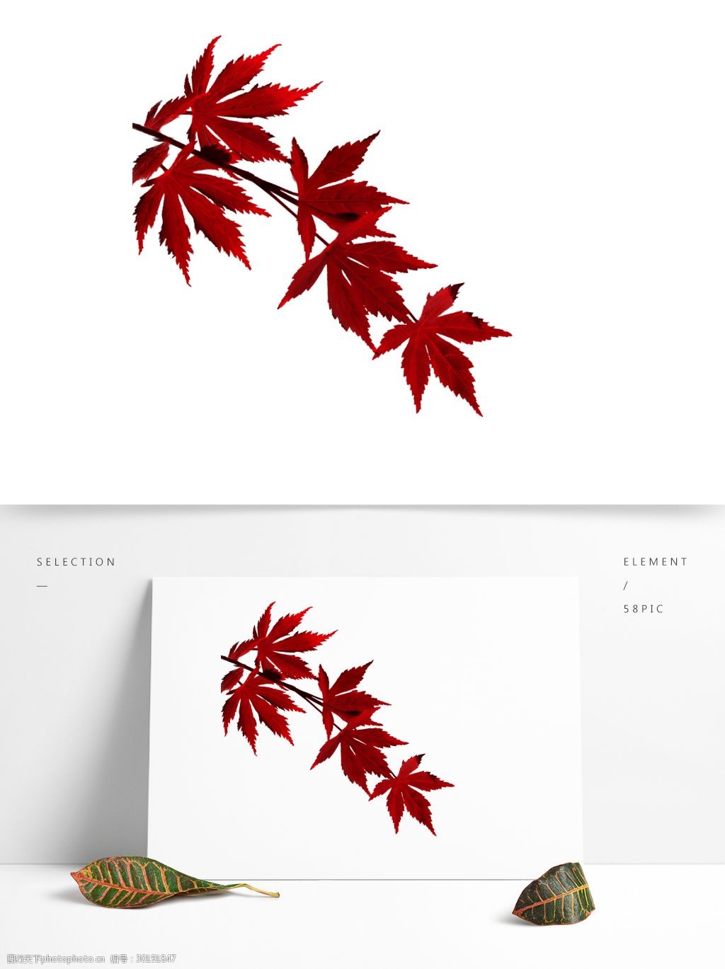 立秋手绘红枫叶原创商用元素