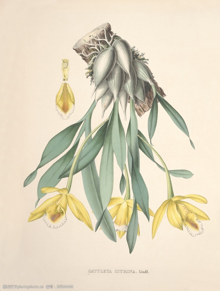 装饰画手绘花卉文化艺术绘画