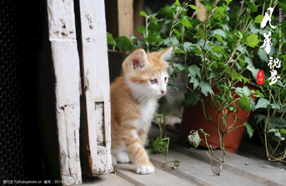 守门的猫咪