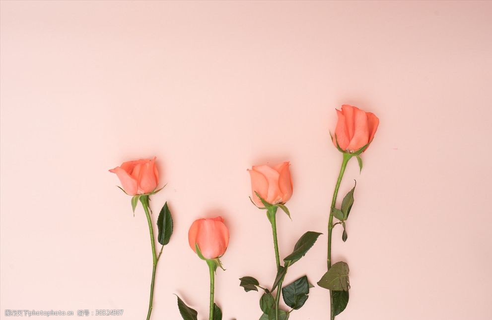 关键词:粉色的玫瑰花 植物 唯美 花朵 粉色 玫瑰花 花卉 摄影 生物
