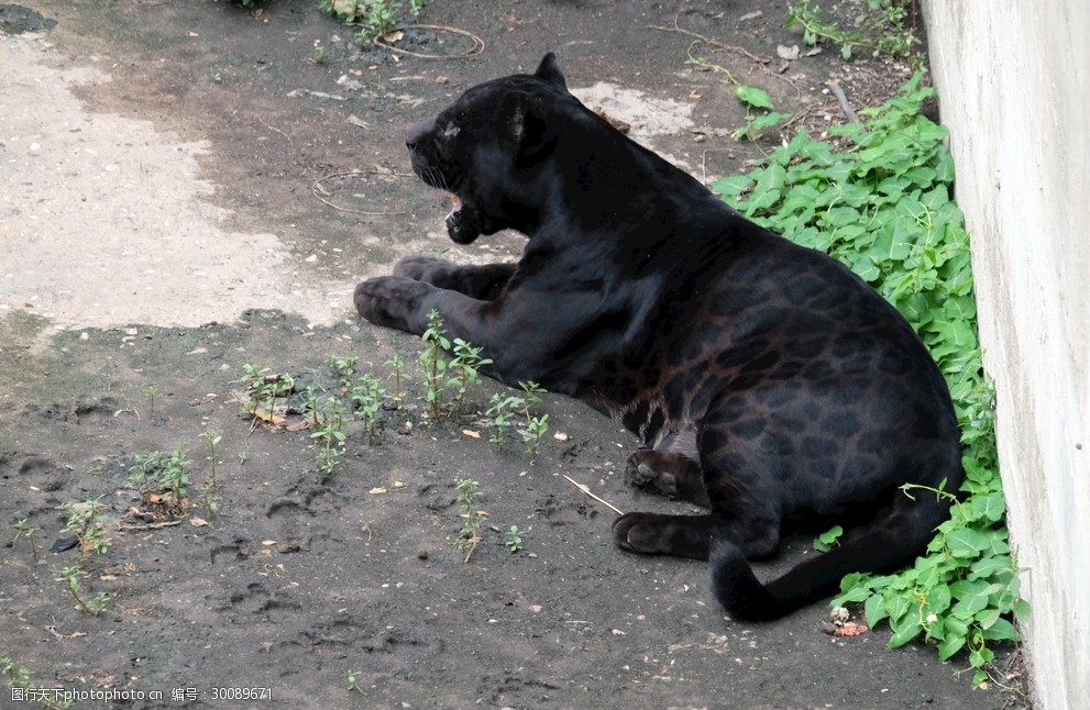 北京动物园黑豹 北京 动物园 黑豹 动物 凶猛 摄影 生物世界 野生动物