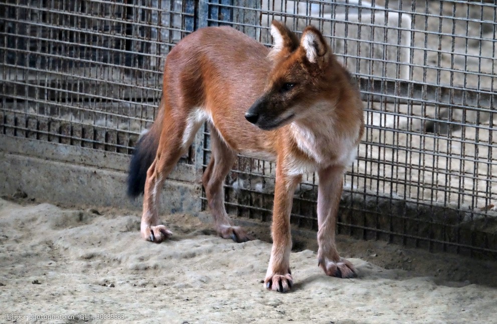 关键词:北京动物园之豺 北京 动物园 豺 动物 犬科 哺乳类 沙土 摄影