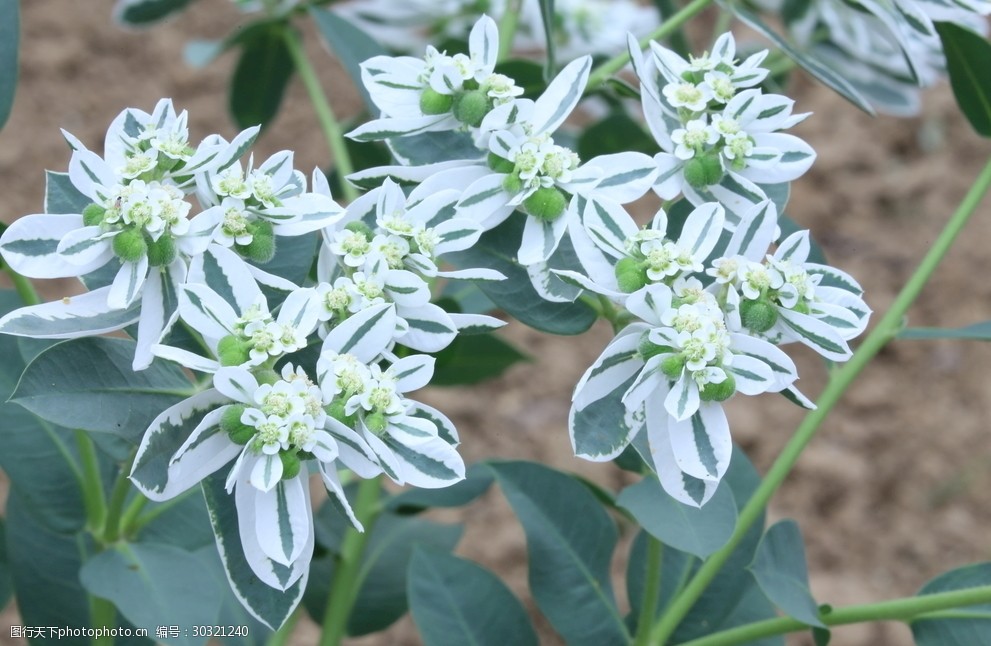 燕雀草大家的植物园！