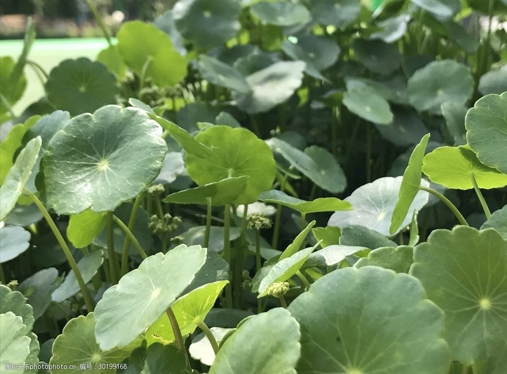 关键词:阳光下的铜钱草 铜钱草 绿植 夏日 茂盛的铜钱草 绿色 植物