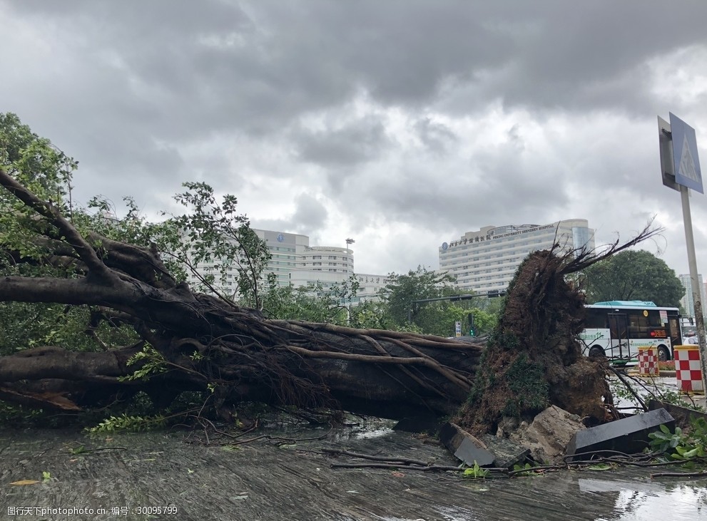 山竹深圳灾难现场树木