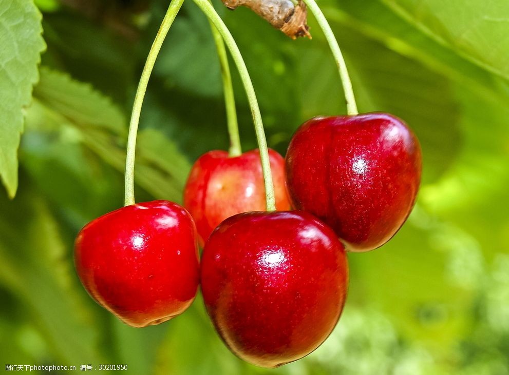 关键词:诱人的红樱桃 水果 美味 诱人 红色 樱桃 车厘子 摄影 生物