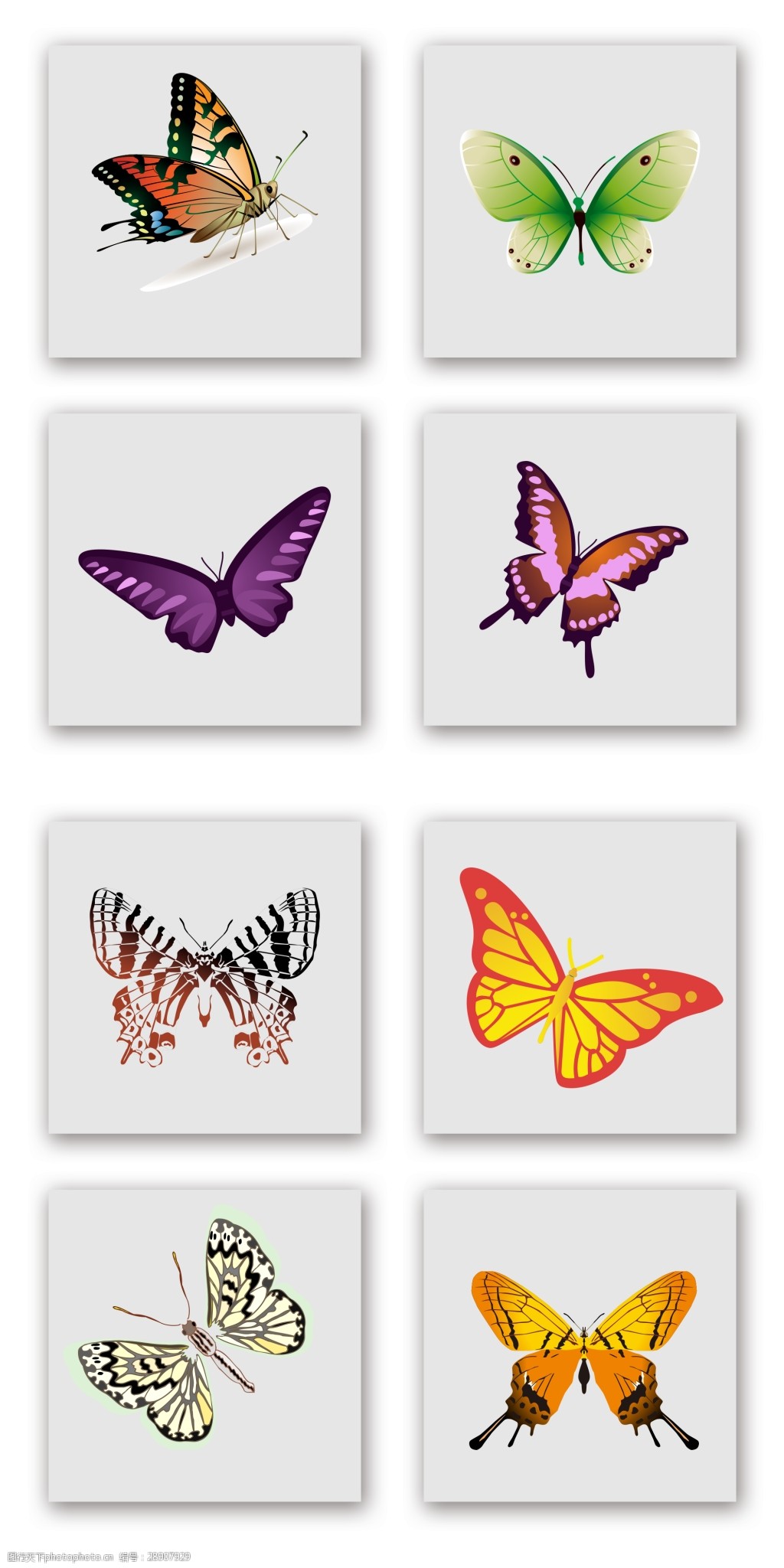 精美装饰图案蝴蝶模板psd