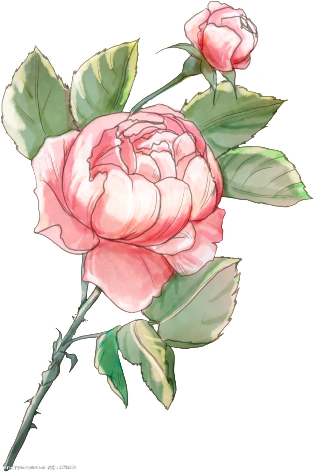 绿叶粉色月季透明装饰图案