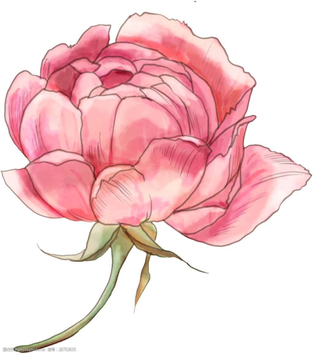 淡粉色迷人的月季透明装饰图案