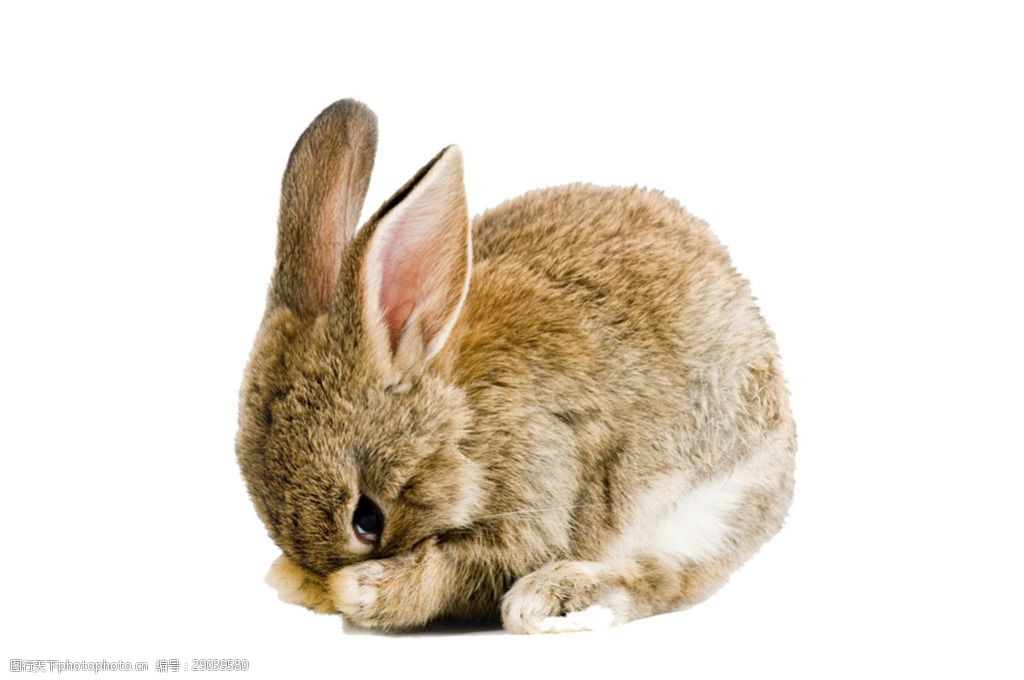 埋头擦脸的兔子免抠png透明素材