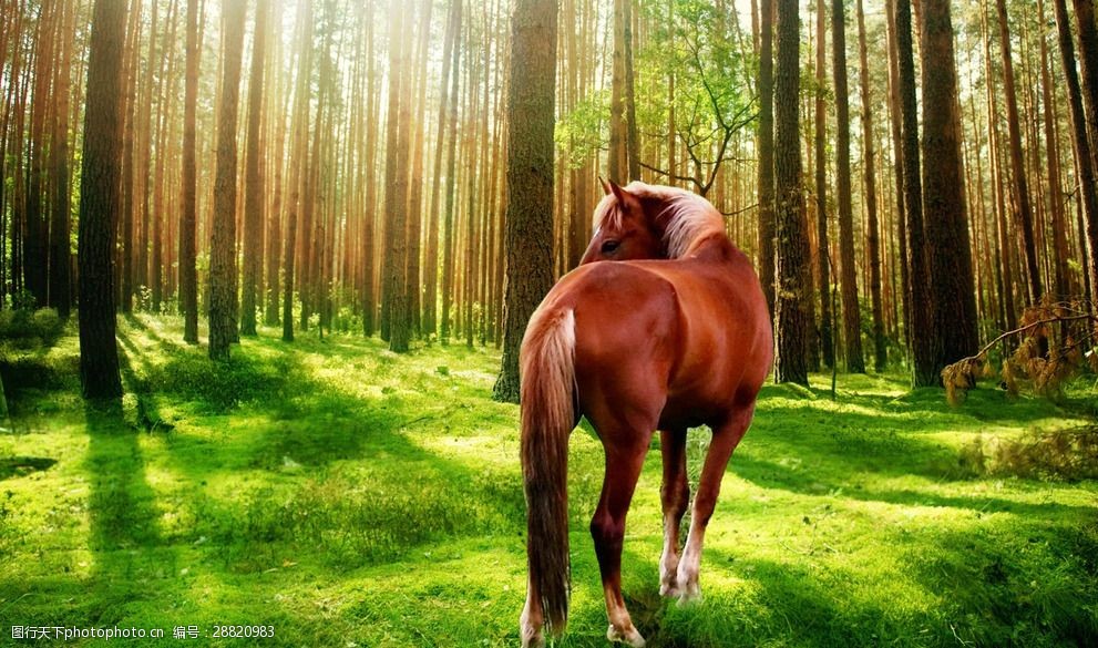 森林中的马