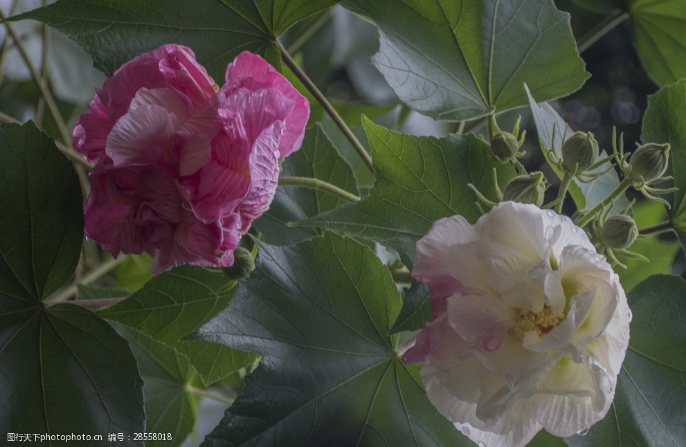 中草藥圖譜芙蓉花