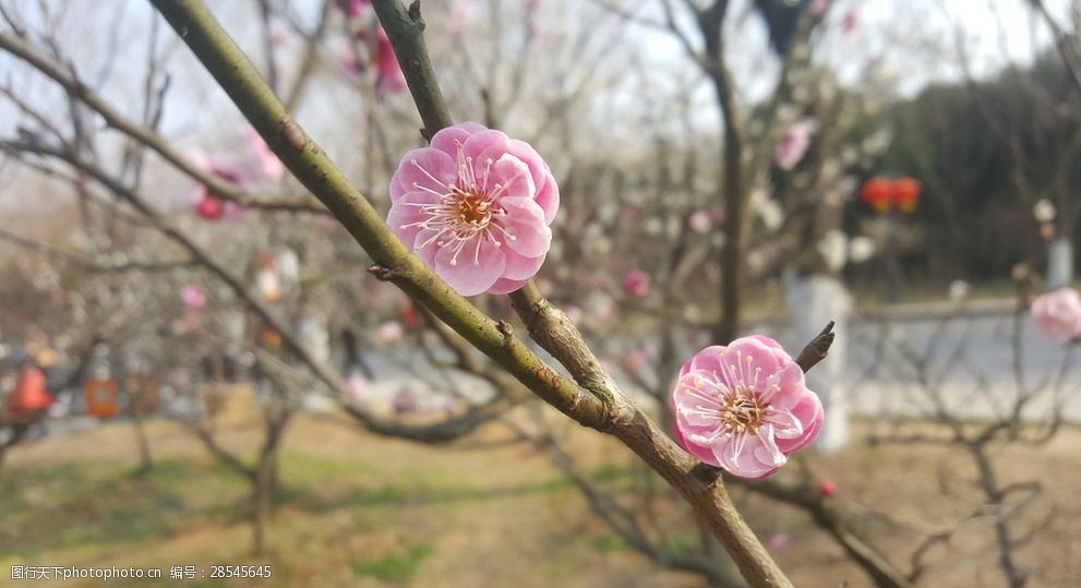 梅花图片 图行天下素材网