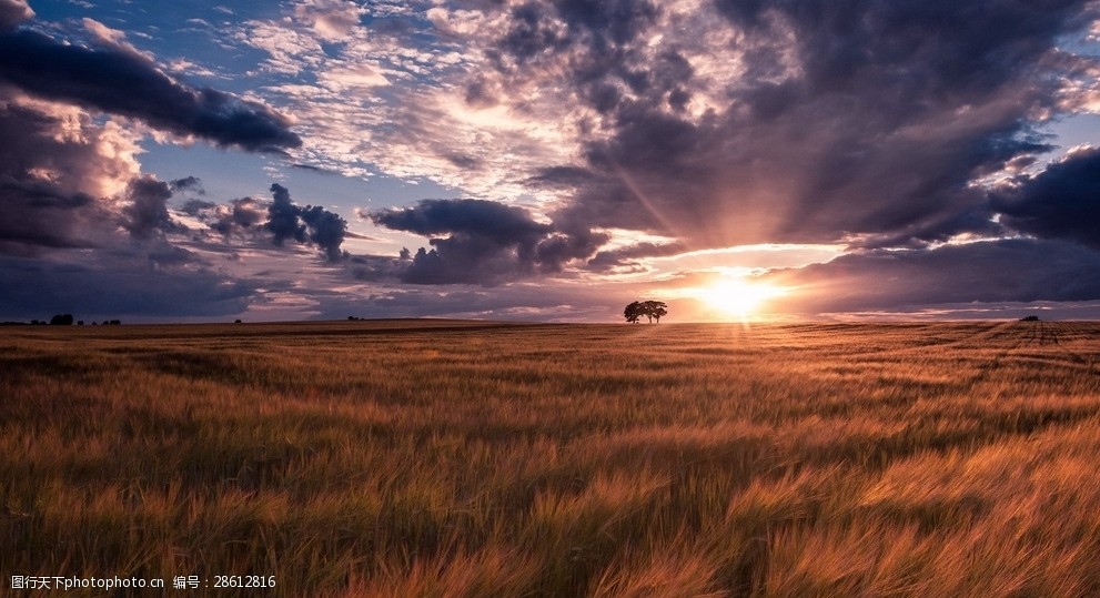 夕阳下的草原风光