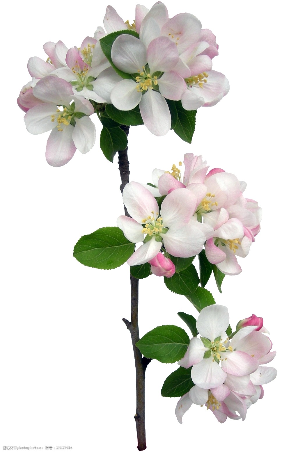 手绘百花齐放花枝png透明素材