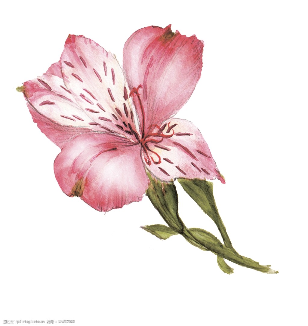 花纹花蕊卡通透明素材