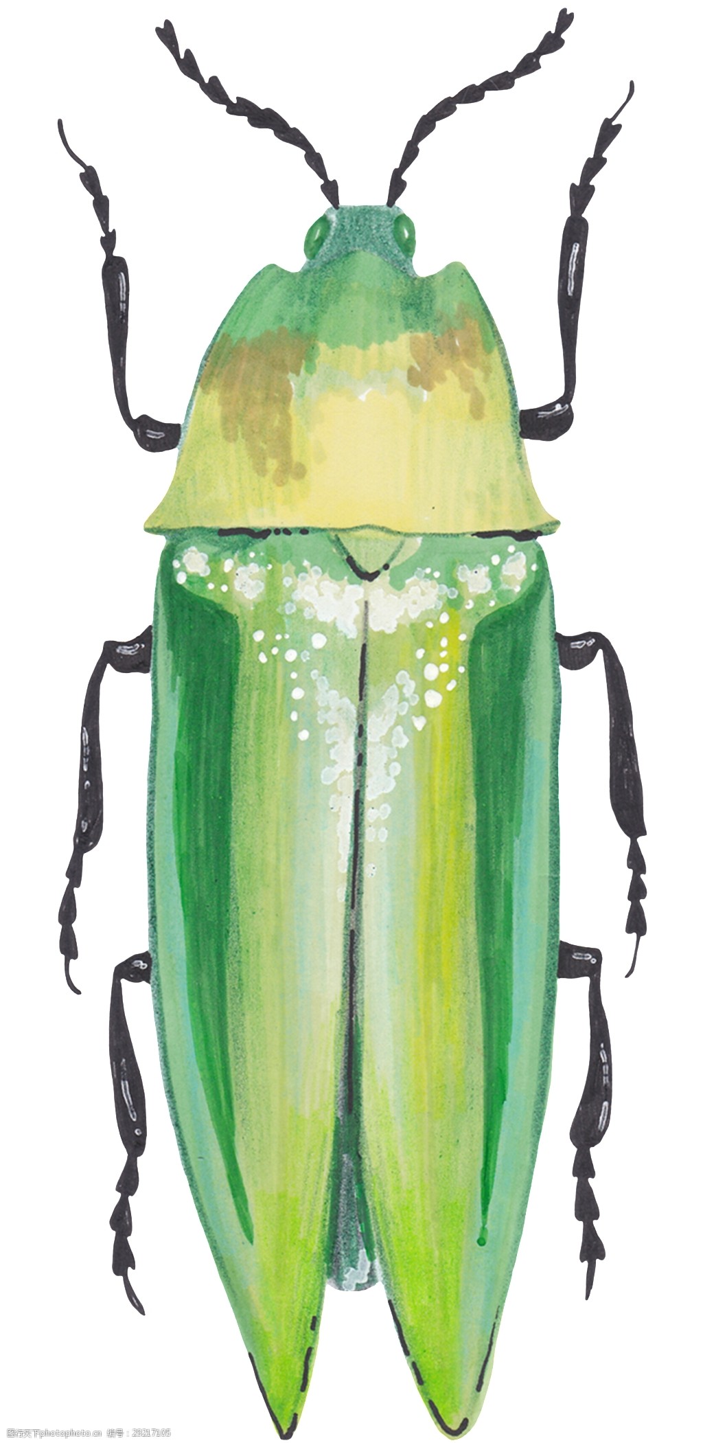 手绘变异昆虫png透明素材