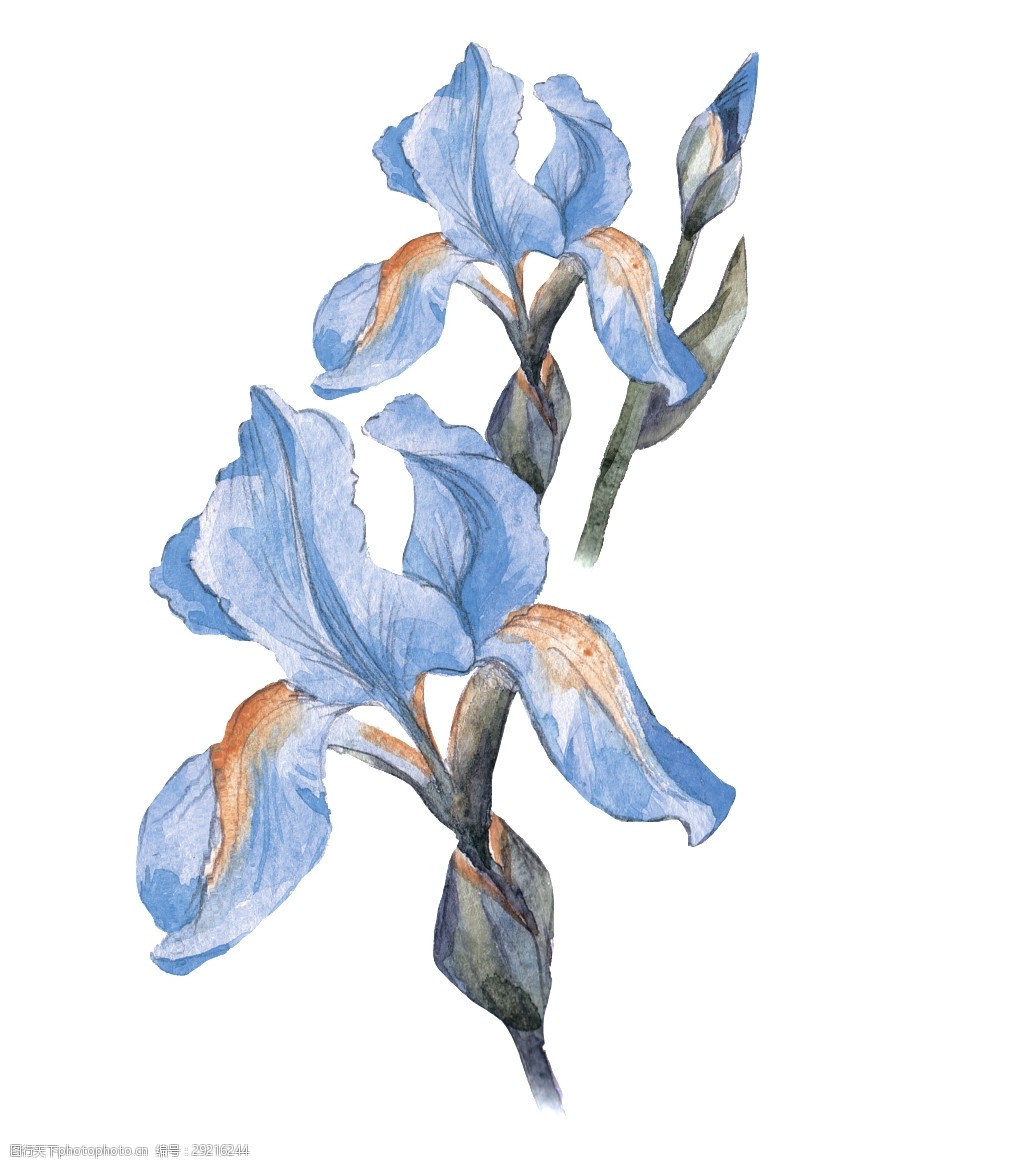 关键词:手绘两朵卡通鸢尾花png透明素材 蓝色 橙色 水彩 花苞 透明