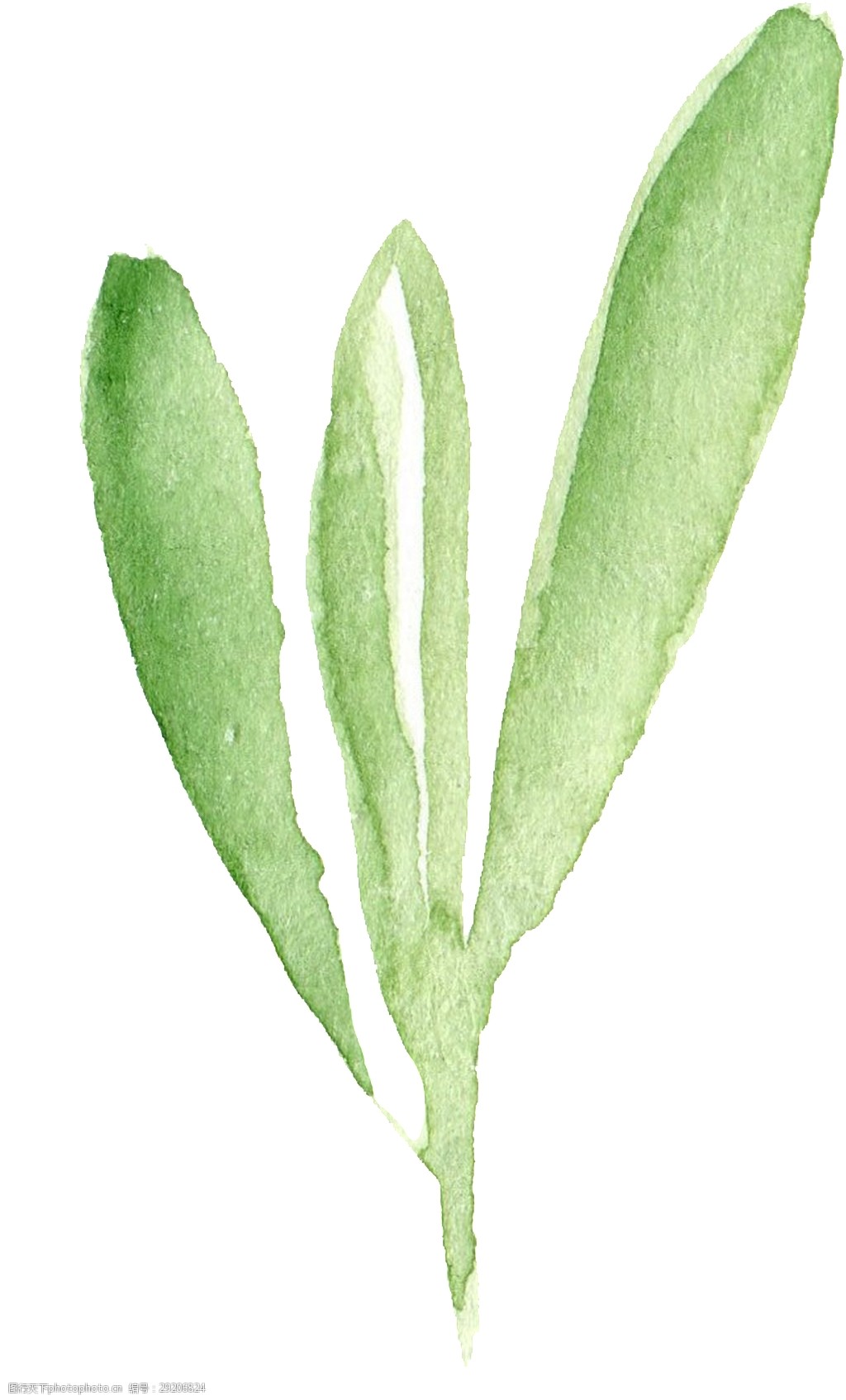关键词:水晶芦荟卡通透明素材 花叶 植物 透明素材 免扣素材 装饰图案