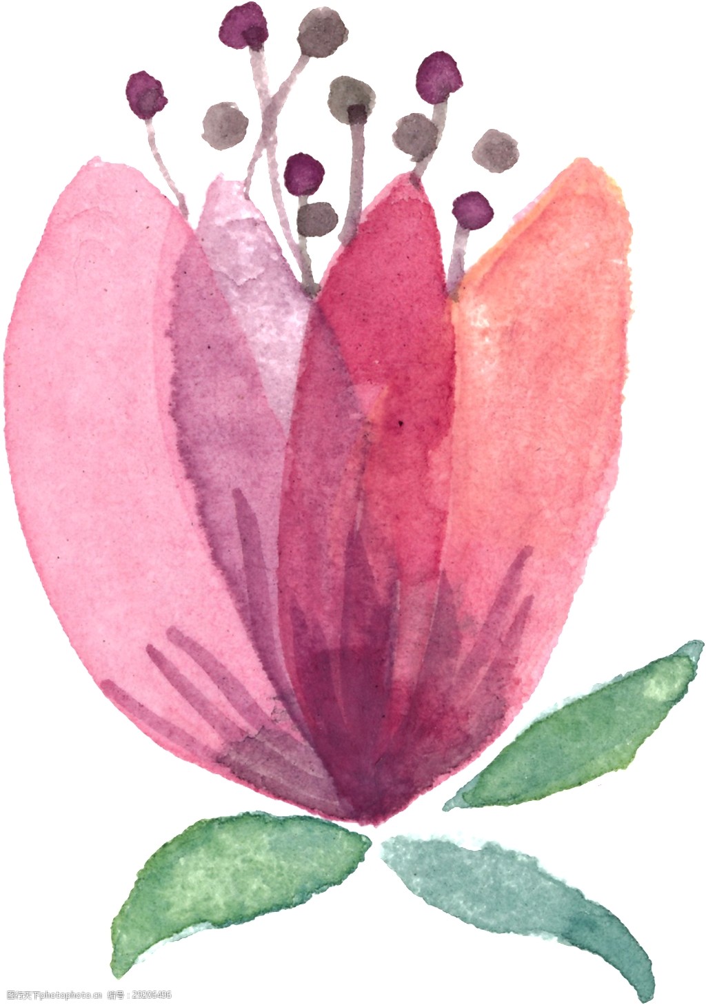 关键词:四色花瓣卡通水彩透明素材 花色 花束 透明素材 免扣素材 装饰
