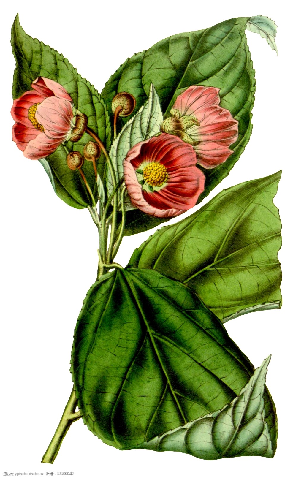 漩涡花叶卡通透明素材