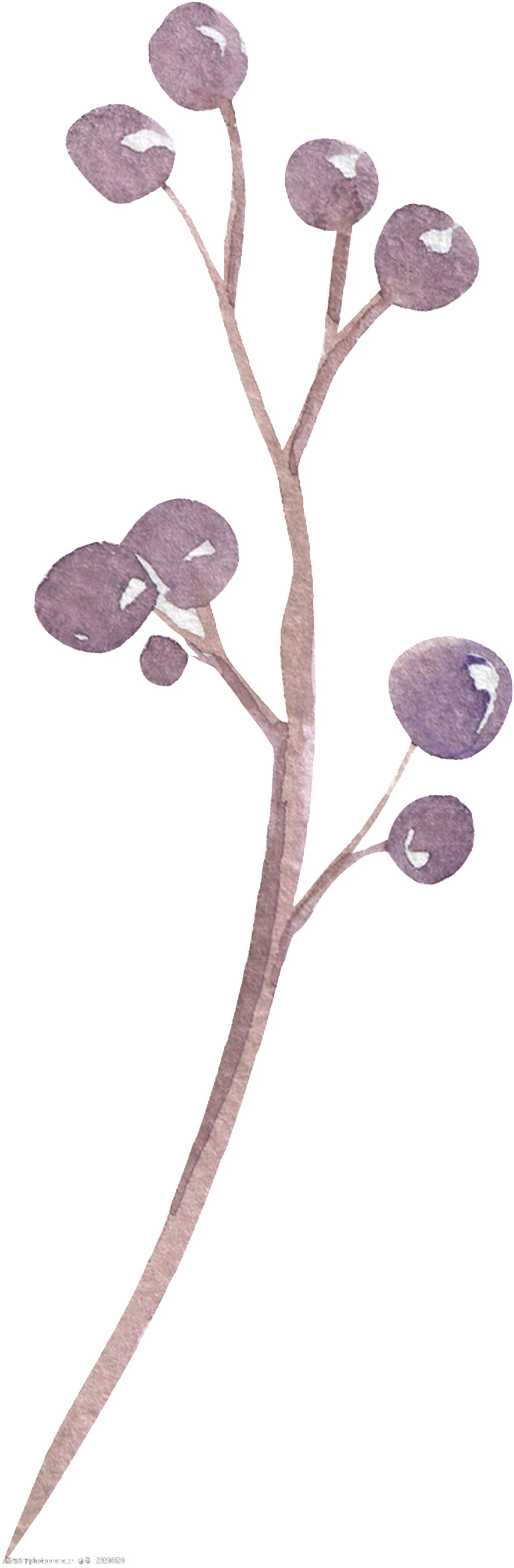 关键词:紫荆桃花卡通水彩透明素材 树枝 花叶 透明素材 免扣素材 装饰